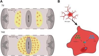 TAZ Induces Migration of Microglia and Promotes Neurological Recovery After Spinal Cord Injury